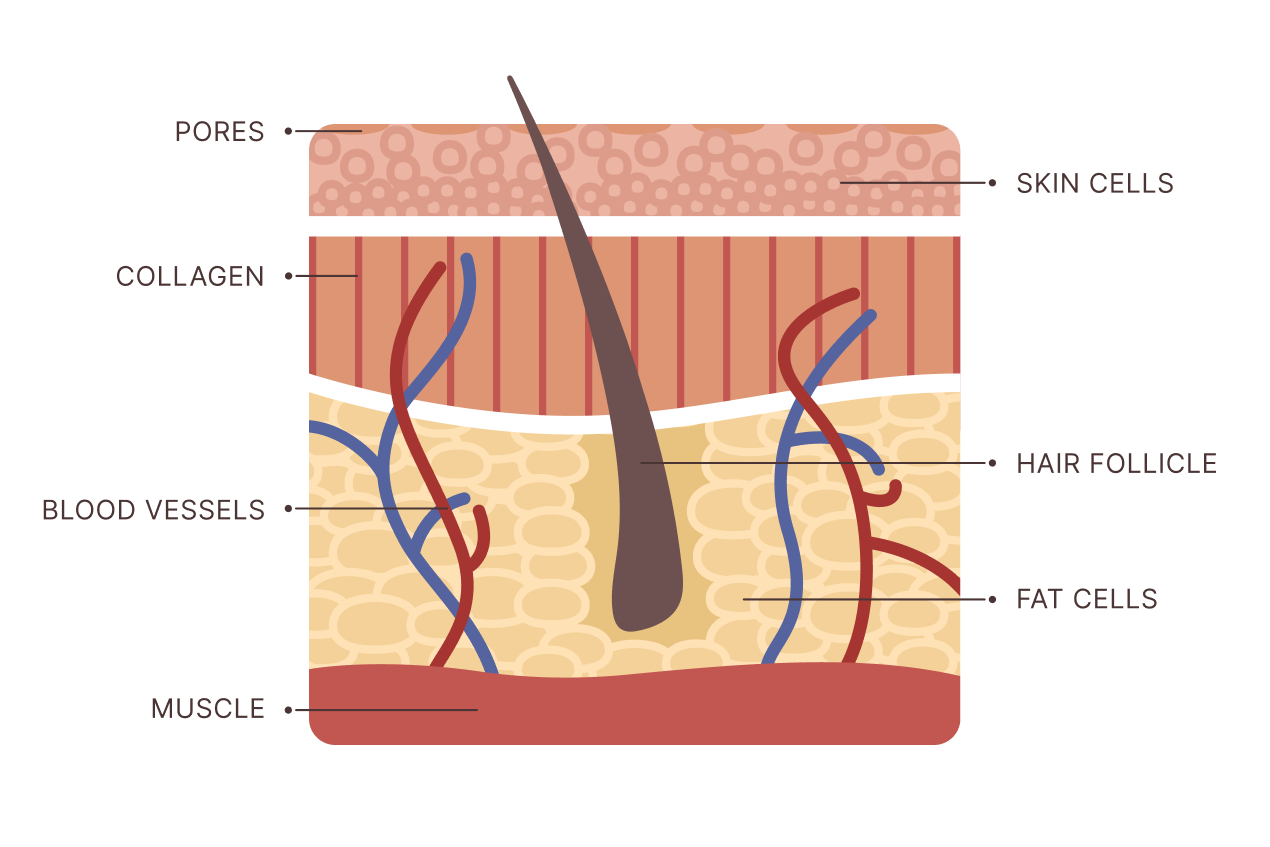 An infographic provided by Enrichment Skin Solutions showing the layers of the skin and where the follicle of a hair is located to be targeted by laser hair removal near Plymouth.